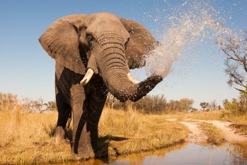 Elefant bei einer Safari in Südafrika, Afrika - Urlaubsreisetipp