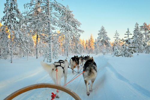 Huskys ziehen einen Schlitten durch tief verschneite Landschaft; ein Programm der Reisen nach Norwegen ab Erfurt