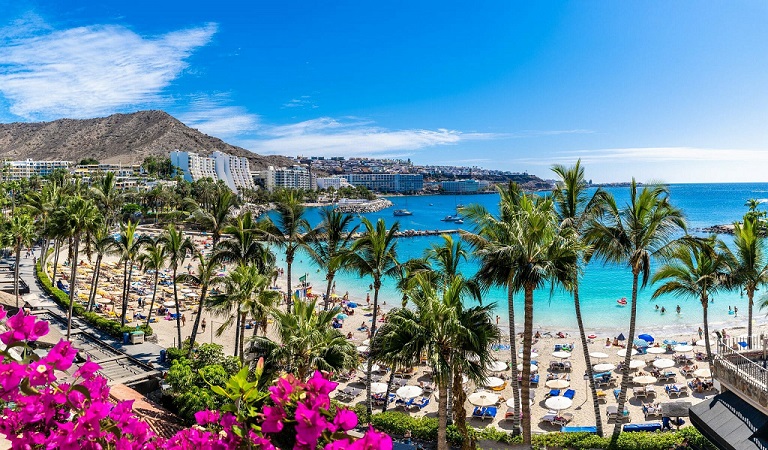 Gran Canaria buchen, Kanarische Inseln, bei REISEBÜRO Wache Erfurt; im Bild: Vordergrund: pinkfarbene Blüten, danach Palmen, dahinter der helle Strand mit Liegen von Anfi del Mar, dahinter türkisblaues Meer