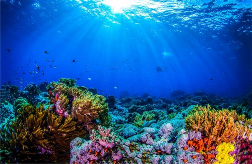 Tauchurlaub auf Bali bei REISEBÜRO Wache Erfurt buchen; im Bild: Unterwasserwelt, im Vordergrund ein buntes Korallenriff, oben fällt Sonnenlicht ins blaue Meer