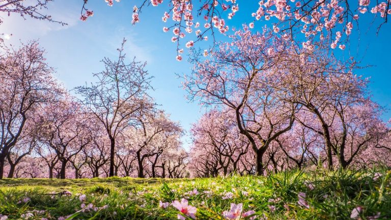 Spanien Urlaub buchen bei REISEBÜRO Wache, zum Beispiel nach Madrid; im Bild: rosafarben blühende Mandelbäume im Frühling im Los Molinos