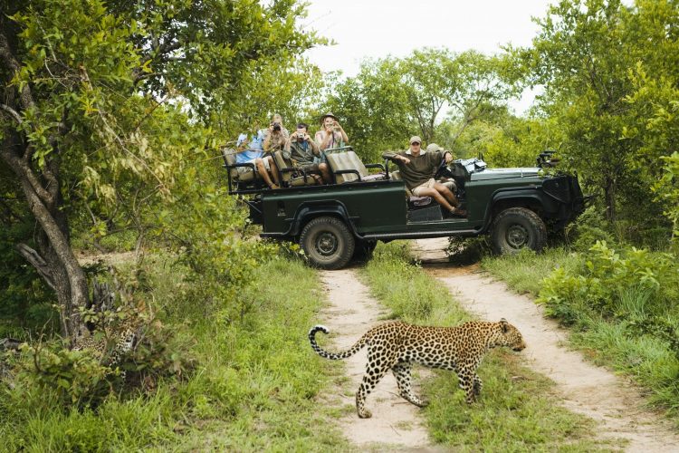 Reisebüro TEC Erfurt: REISEBÜRO Wache bietet Beratung zu Rundreisen - im Bild: Im Vordergrund kreuzt ein Gepard einen Weg im Grünen, im Hintergrund fotografieren ihn Touristen von einem offenen, grünen Jeep aus