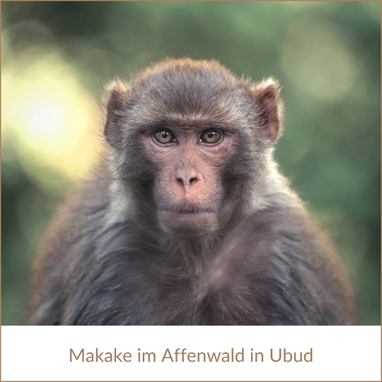 Tiere im Dschungel Indonesiens, Orang Utans auf Borneo sehen; im Bild: ein Makake im Affenwald von Ubud, man sieht ihm direkt ins Gesicht, zwei grau-grüne Augen schauen frontal in die Kamera, der Mund geschlossen, Hintergrund verschwimmt