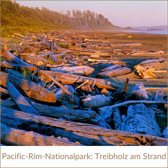 Kanada Rundreise REISEBÜRO Wache Erfurt; im Bild: Strand im Pacific Rim Nationalpark mit viel angeschwemmtem Treibholz im rötlichen Schein der Sonne