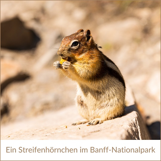 Kanada Urlaub 2024, buchen bei REISEBÜRO Wache Erfurt; im Bild: ein Streifenhörnchen im Banff-Nationalpark