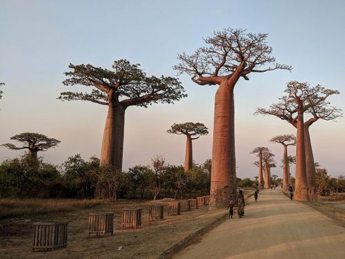 kreuzfahrt madagaskar buchen, erfurt, reisebüro wache, im Bild: Alle riesiger Bao Bab-Bäume, die einen braunen, hohen dicken Stamm haben und erst weit oben eine flache Krone, Menschen laufen in der Allee, Abendlicht