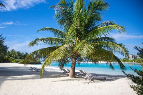 kreuzfahrt malediven buchen erfurt reisebüro wache, im Bild: grüne Palme am Strand, unter ihr Liegen im Schatten, dahinter das türkisfarbene Meer